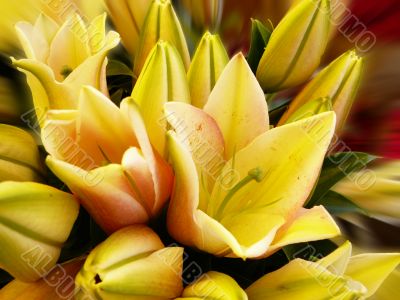  lily#1