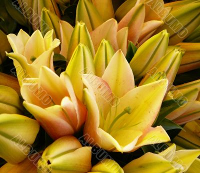 lilies#2