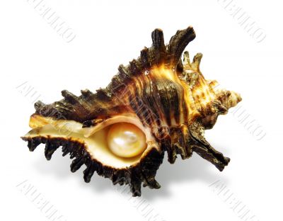 pearl in shell 5