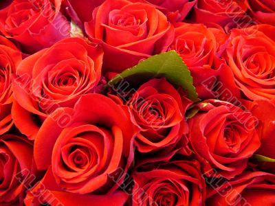 red roses3