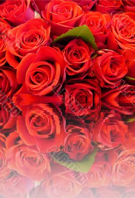 red roses4