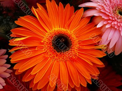 gerbera
