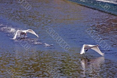 Follow the Leader