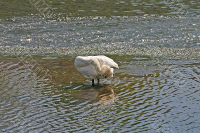 Swan Preening