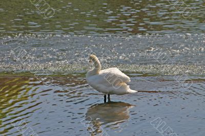 Swan on the River