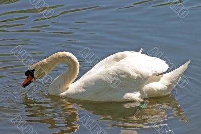 Swan Feeding