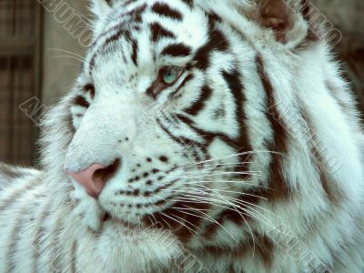 white tiger portrait 3/4