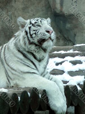 tiger`s superiority