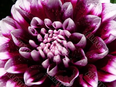 dahlia