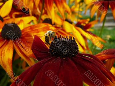 bee