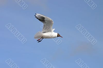 Black and White Seagull