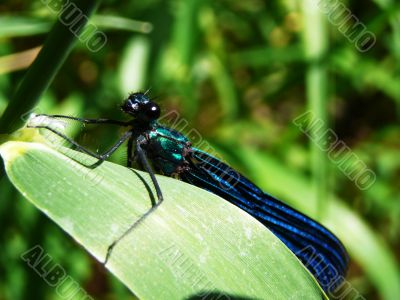 dragonfly1