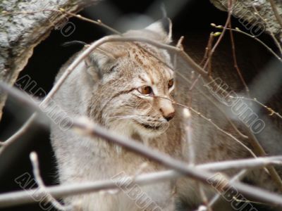  bobcat spring