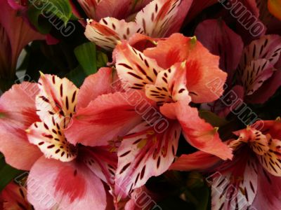 alstroemeria