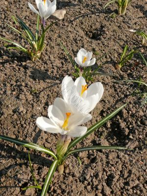 crocus#1
