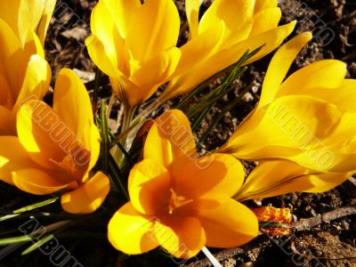 crocus#2