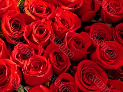 red-roses1