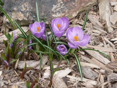 Purple Crocus