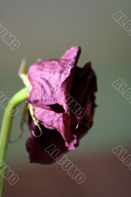 Dried rose