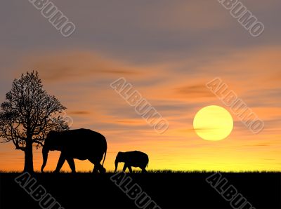 Elephant Family