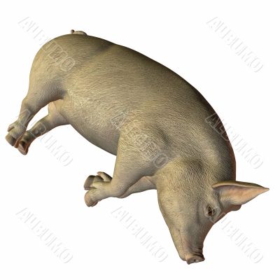 Pig 3D