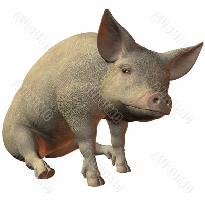 Pig 3D
