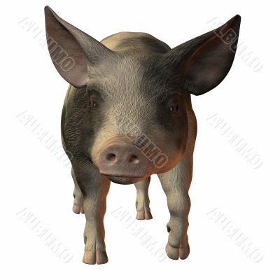 Pig 3D