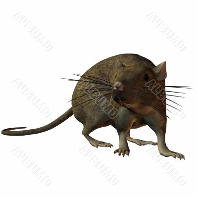 Rat 3D
