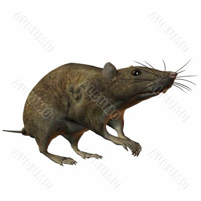 Rat 3D