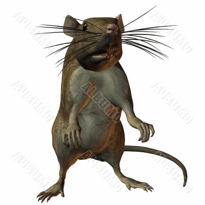 Rat 3D