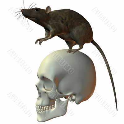 Rat on Skull