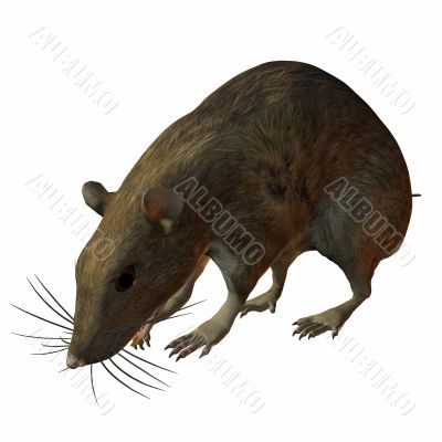 Rat 3D