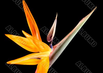 Crane Flower