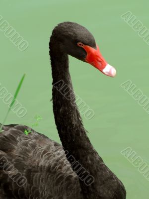 Black swan