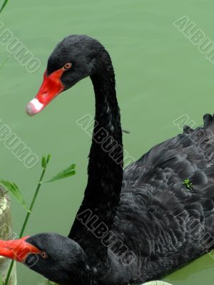 Two black swans