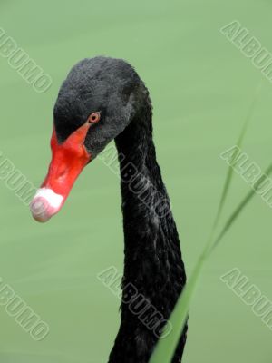 Black swan
