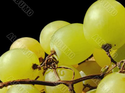 White grapes