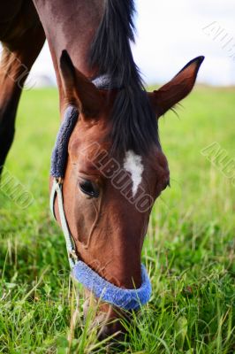 bay horse eating grass