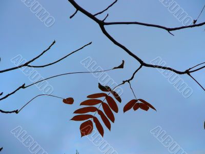 last leaf