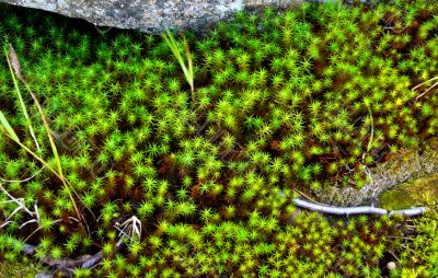 green moss