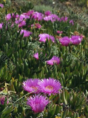 Hottentot fig
