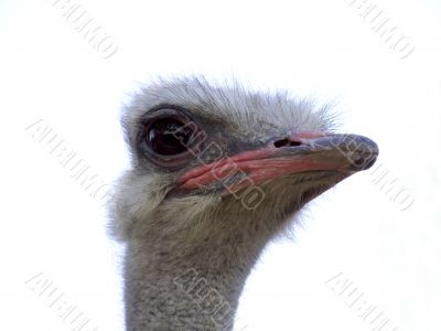 Ostrich