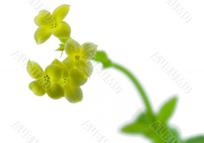 little yellow flowers