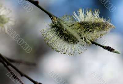 Buds of willow