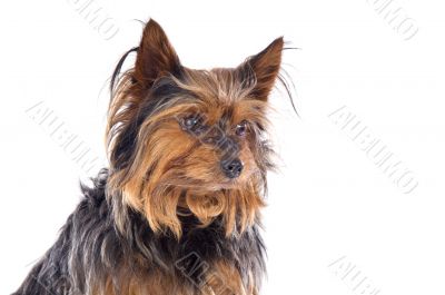 Small dog