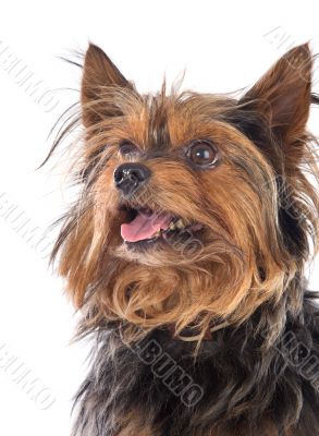 Small dog