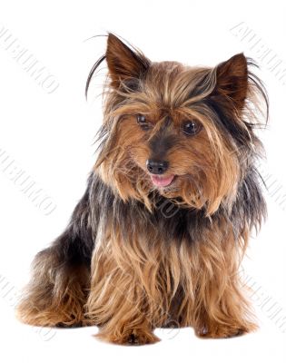 Small dog