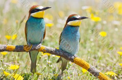 Couple of birds