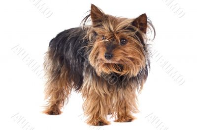 Small dog