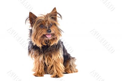 Small dog